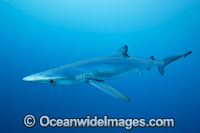 Blue Shark (Prionace glauca). Also known as Blue Whaler and Great Blue Shark. This oceanic Shark is found in tropical and temperate seas worldwide.