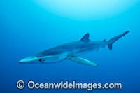 Blue Shark (Prionace glauca). Also known as Blue Whaler and Great Blue Shark. This oceanic Shark is found in tropical and temperate seas worldwide.