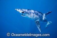 Shortfin Mako Shark (Isurus oxyrinchus). Also known as Mako Shark, Blue Pointer, Mackeral Shark and Snapper Shark. Found in both tropical and temperate seas of the world.