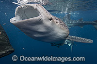 Whale Sharks (Rhincodon typus), opportunistically feeding on baitfish spilling from net. Found throughout the world in all tropical & warm-temperate seas. Photo taken in Cenderawasih Bay, West Papua, Indonesia. Classified Vulnerable on the IUCN Red List.