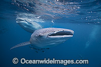 Whale Shark (Rhincodon typus), gulping at the surface. Found throughout the world in all tropical and warm-temperate seas. Photo taken at Cenderawasih Bay, West Papua, Indonesia. Classified Vulnerable on the IUCN Red List.