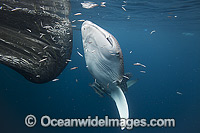 Whale Shark (Rhincodon typus), approaching netted fish at the surface. Found throughout the world in all tropical and warm-temperate seas. Photo taken at Cenderawasih Bay, West Papua, Indonesia. Classified Vulnerable on the IUCN Red List.