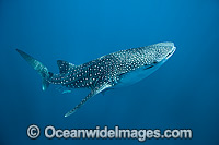 Whale Shark (Rhincodon typus). Found throughout the world in all tropical and warm-temperate seas. Photo taken at Cenderawasih Bay, West Papua, Indonesia. Classified Vulnerable on the IUCN Red List.