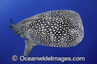 Whale Shark (Rhincodon typus). Found throughout the world in all tropical and warm-temperate seas. Photo taken off Christmas Island, Western Australia, Australia. Classified Vulnerable on the IUCN Red List.