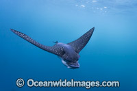 White-spotted Eagle Ray (Aetobatus narinari), showing close detail of mouth, snout and eye. Also known as Bonnet Skate, Duckbill Ray and Spotted Eagle Ray. Found in tropical seas throughout the world. Photo was taken at the Galapagos Islands, Ecuador.