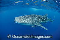 Whale Shark (Rhincodon typus). Found throughout the world in all tropical and warm-temperate seas. Photo taken at Ningaloo Reef, WA, Australia. Classified Vulnerable on the IUCN Red List.