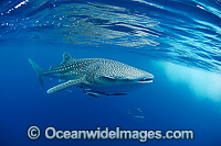 Whale Shark (Rhincodon typus). Found throughout the world in all tropical and warm-temperate seas. Photo taken at Ningaloo Reef, WA, Australia. Classified Vulnerable on the IUCN Red List.