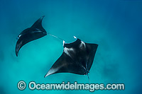 Reef Manta Ray (Manta alfredi). Also known as Devilfish and Devilray. Western Australia. Found throughout the Indo-Pacific in tropical and subtropical waters, but also recorded in the tropical east Atlantic. Classified as Vulnerable on the IUCN Red List.