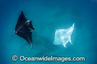 Reef Manta Ray (Manta alfredi). Also known as Devilfish and Devilray. Western Australia. Found throughout the Indo-Pacific in tropical and subtropical waters, but also recorded in the tropical east Atlantic. Classified as Vulnerable on the IUCN Red List.