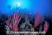 Great Barrier Reef Whip Corals Photo - Gary Bell