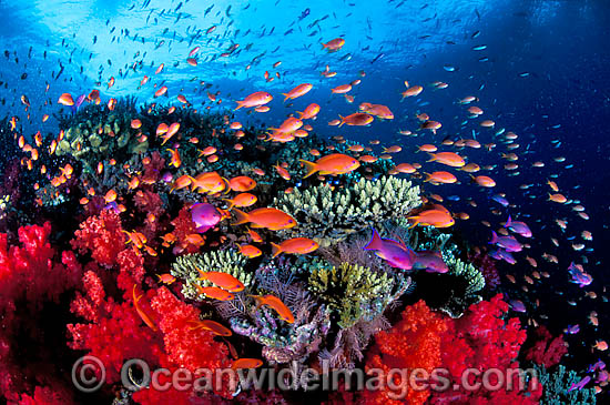 Fish and Coral photo Fish and Coral photo