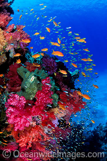 Fairy Basslets and Soft Coral photo Fairy Basslets and Soft Coral photo