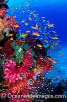 Fairy Basslets and Soft Coral Photo - Gary Bell