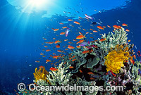 Great Barrier Reef Photo - Gary Bell