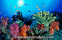 Soft Corals Fairy Basslets Photo - Gary Bell