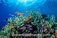 Fish and coral Photo - Gary Bell