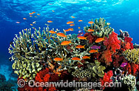 Orange Fairy Basslets and coral Photo - Gary Bell