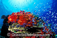 Great Barrier Reef Photo - Gary Bell