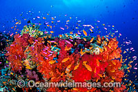 Great Barrier Reef Photo - Gary Bell