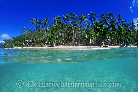Fiji coconut palm beach photo Fiji coconut palm beach photo