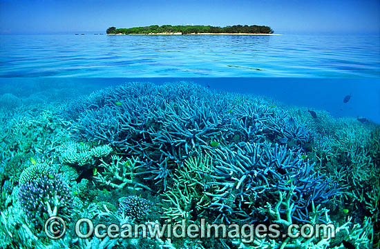Tropical island Coral reef photo Tropical island Coral reef photo