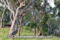 Forest Hayman Island Photo - Gary Bell
