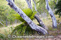 Hayman Island Whitsunday Islands Photo - Gary Bell