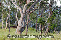 Eucalypt forest Hayman Island Photo - Gary Bell