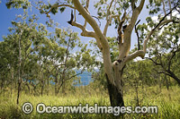 Eucalypt forest Whitsunday Islands Photo - Gary Bell