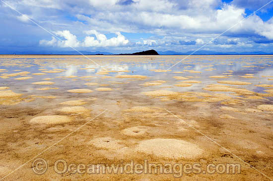 Hayman Island low tide photo
