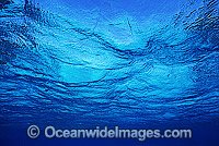 Underwater seascape Coral Sea Photo - Gary Bell