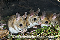 Spinifex Hopping Mouse Notomys alexis Photo - Gary Bell