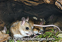 a Spinifex Hopping Mouse Notomys alexis Photo - Gary Bell