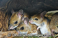 Spinifex Hopping Mouse Notomys alexis Photo - Gary Bell