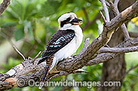 Laughing Kookaburra Photo - Gary Bell