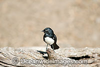 Willie Wagtail Rhipidura leucophrys Photo - Gary Bell