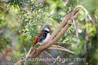 Diamond Firetail Finch Stagonopleura guttata male Photo - Gary Bell