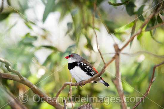 Diamond Firetail Finch Stagonopleura guttata male photo Diamond Firetail Finch Stagonopleura guttata male photo