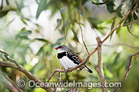 Diamond Firetail Finch Stagonopleura guttata male Photo - Gary Bell