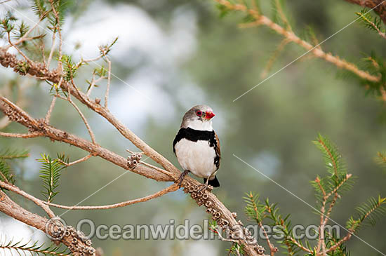 Diamond Firetail Finch Stagonopleura guttata male photo Diamond Firetail Finch Stagonopleura guttata male photo