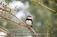 Diamond Firetail Finch Stagonopleura guttata male Photo - Gary Bell