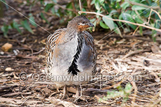 Malleefowl photo Malleefowl photo