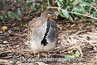 Malleefowl Photo - Gary Bell