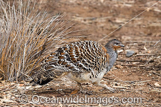 Malleefowl Leipoa ocellata photo Malleefowl Leipoa ocellata photo