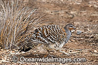 Malleefowl Leipoa ocellata Photo - Gary Bell