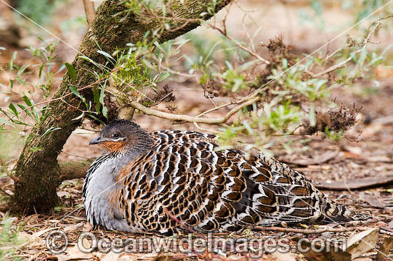 Malleefowl Leipoa ocellata photo Malleefowl Leipoa ocellata photo