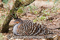 Malleefowl Leipoa ocellata Photo - Gary Bell
