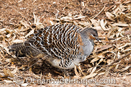 Malleefowl photo Malleefowl photo