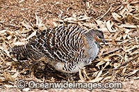 Malleefowl Photo - Gary Bell