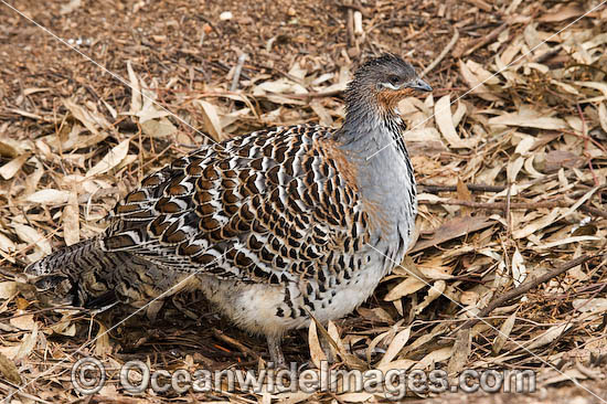Malleefowl Leipoa ocellata photo Malleefowl Leipoa ocellata photo